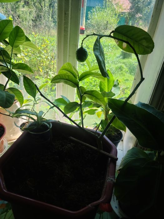 Лимони кімнатні великі