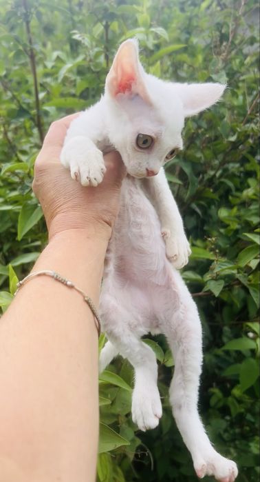 Slodki kocurek Devon Rex