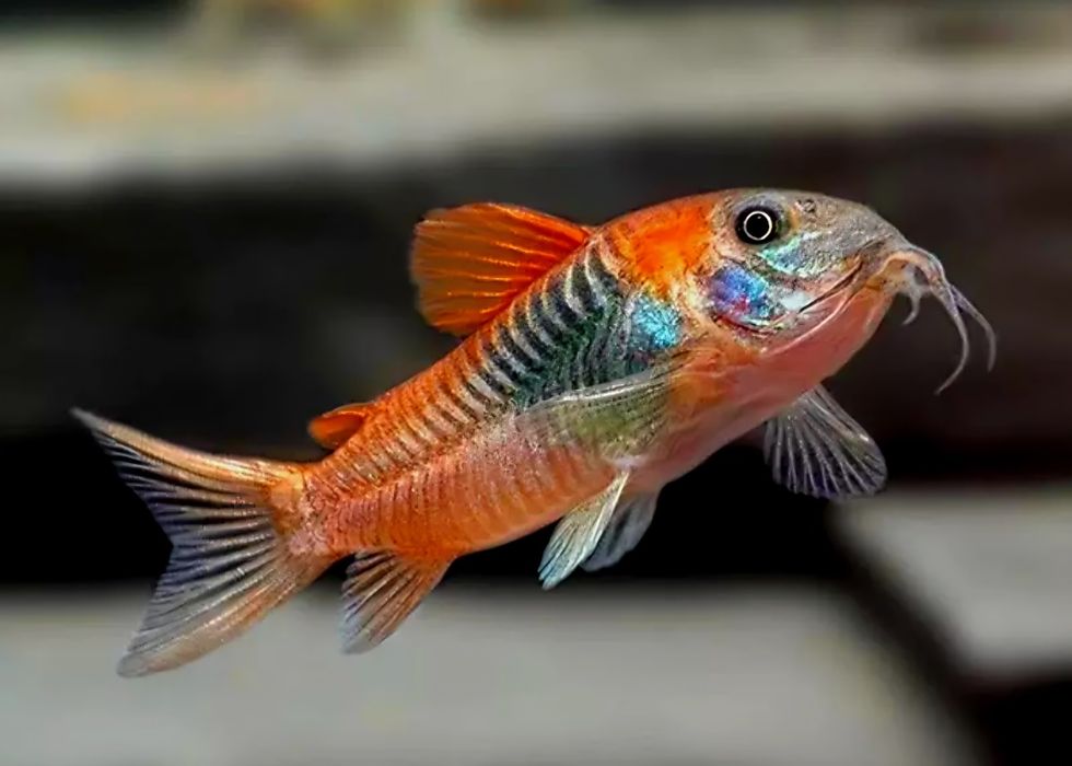 Kirysek wenezuela Orange