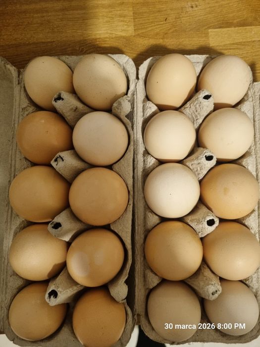 Sprzedam świeże jajka