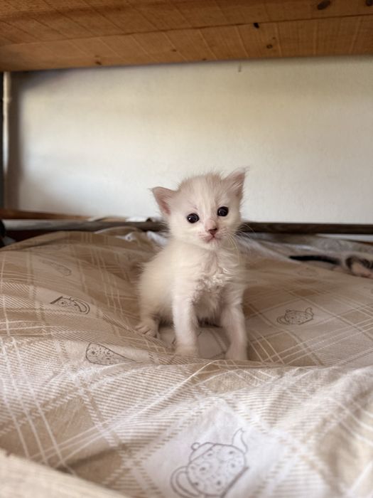 Gatinhos bebes para doar