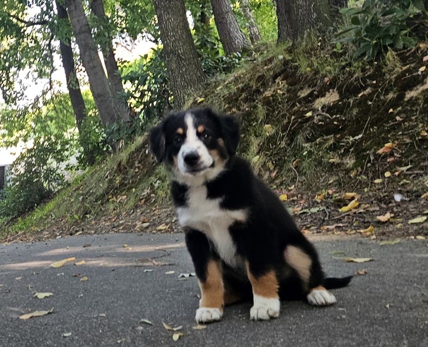 Amerykanski Owczarek Miniaturowy