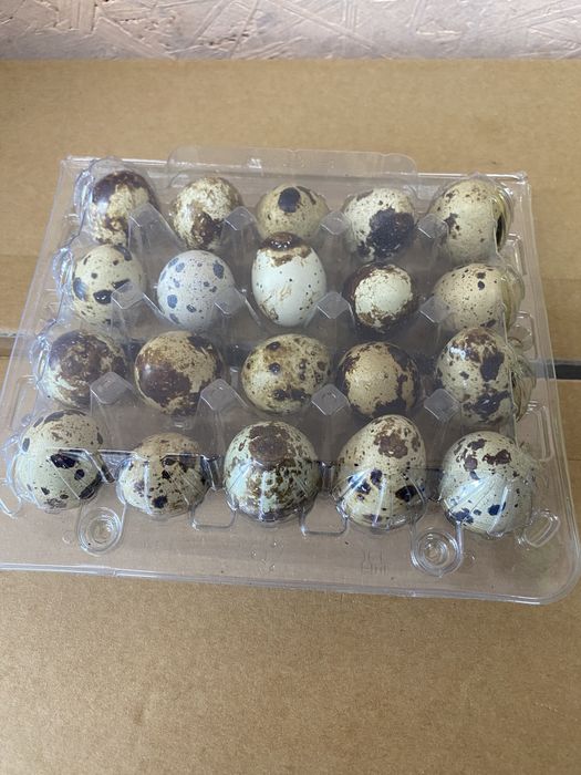 Домашнее перепелиное яйцо