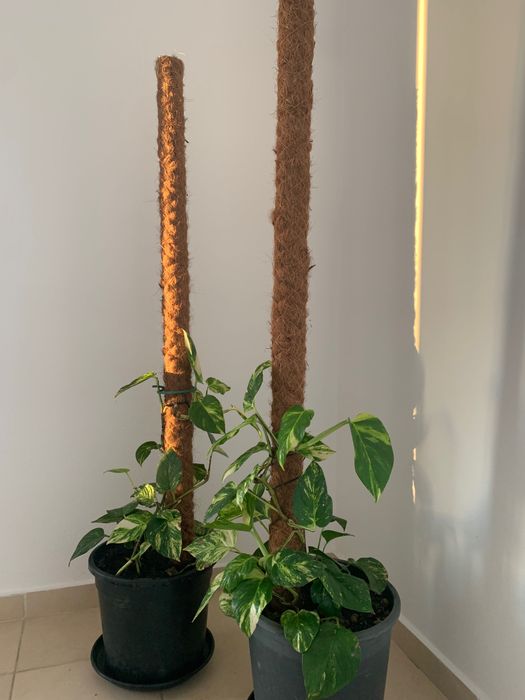 Plantas naturais de interior. Porte grande.