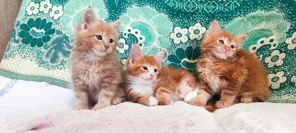 Хлопчик  Мейн Кун
