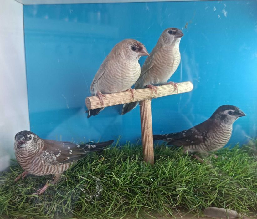 Diamantes Estrela e Diamantes Modesto(reservados) | Aves Exóticas | Torres Vedras