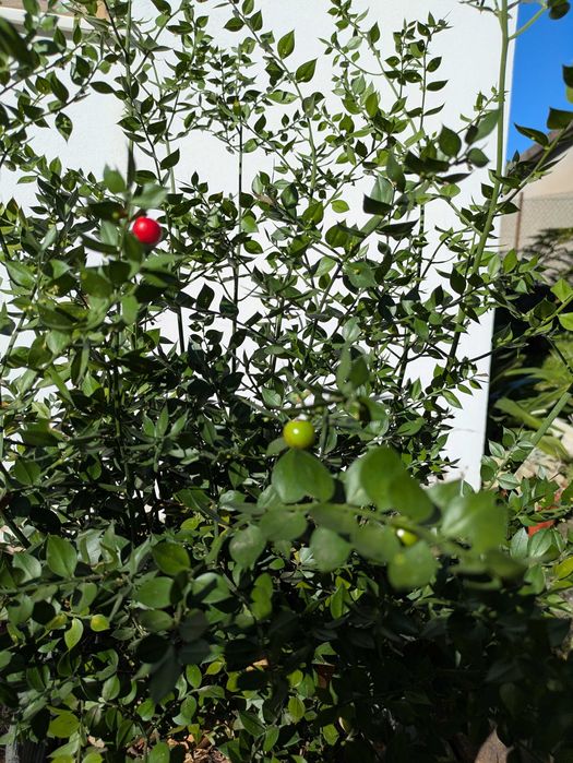 Gilbardeira grande - Ruscus aculeatus