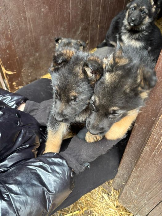 Цуценята німецької вівчарки 2 місяці