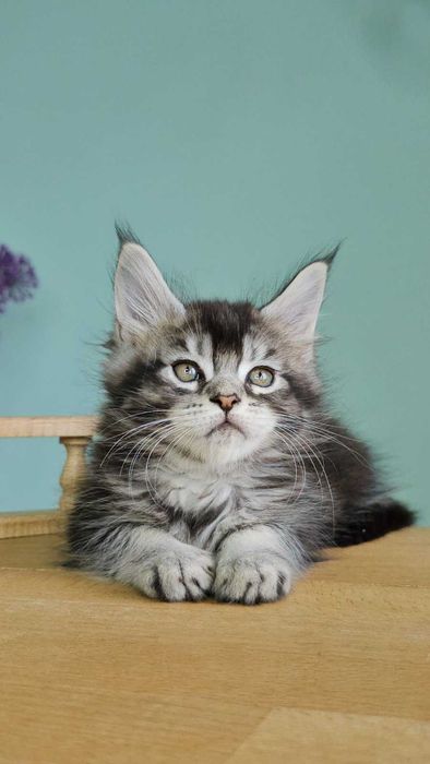 Мейн-кун дівчинка Вероніка