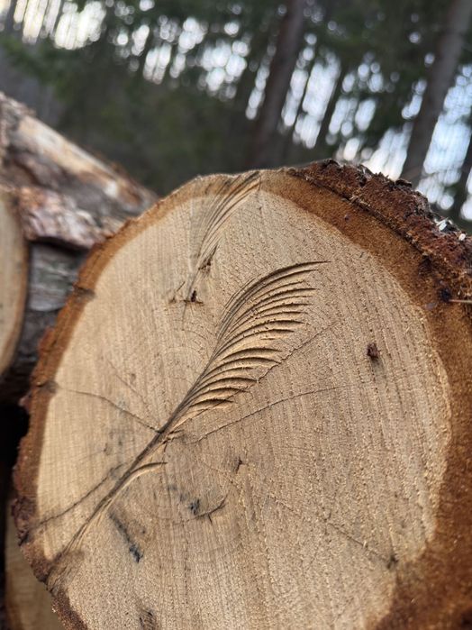 Drewno kominkowe ,drzewo ,opał , dąb