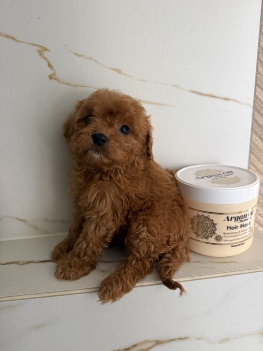 Cavapoo samiec juz do odbioru z rodoowdoem