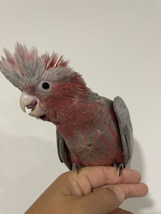 Catatuas gallah muito bonitas para acabar de criar à mão