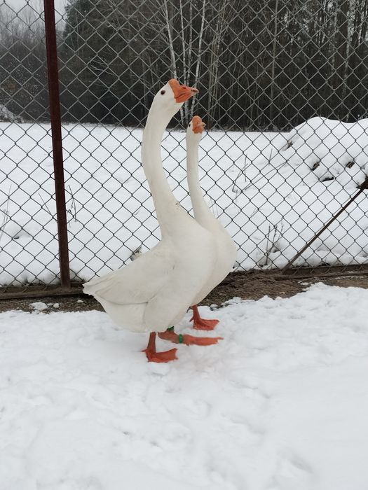 Gęsi Chińskie,,Samiec,,