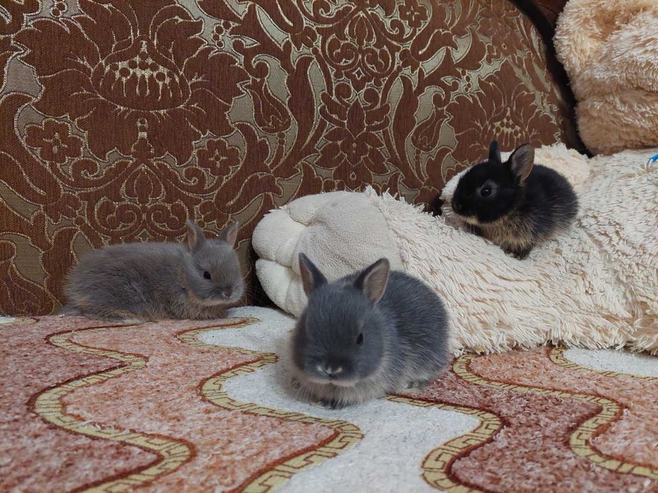 Декоративні нідерландські кролики