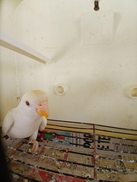 Agapornis domesticados