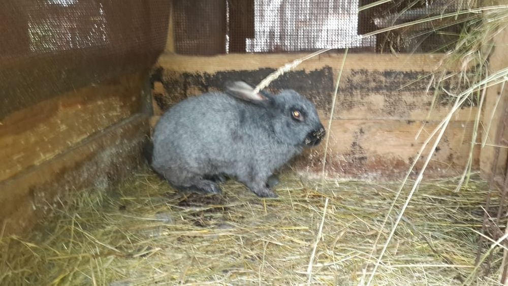 Кролики живым весом и мясо