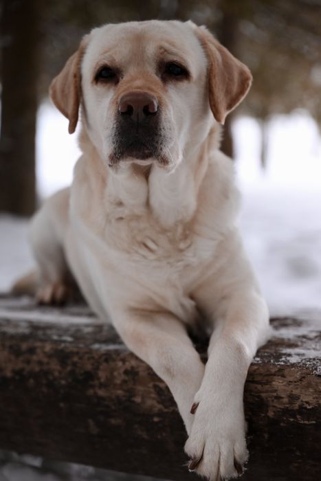 Вигул тварин м. Рівне