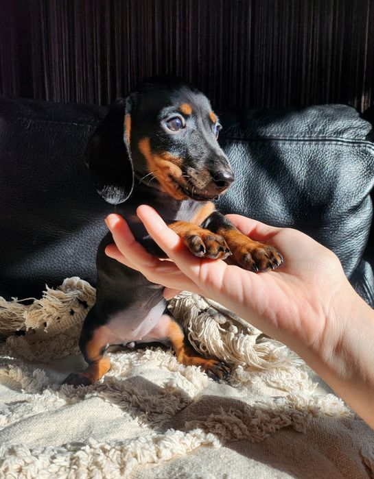 Jamnik króliczy krótkowłosy / gładkowłosy (nie miniaturowy)