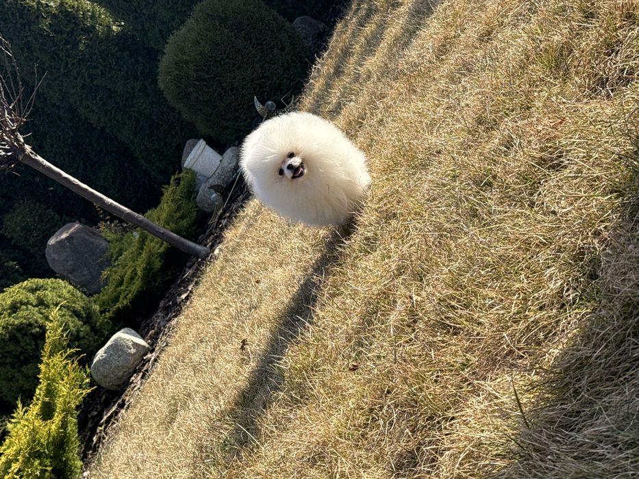 Szpic miniaturowy Pomeranian