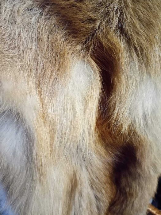 Хутро лисиці 1, 30 см.