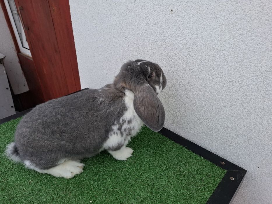 KrKóllik Baran Francuski Marburski Srokacz