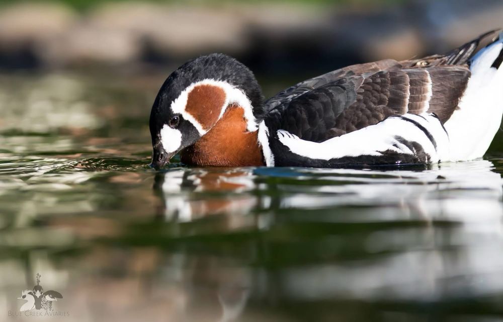 Ganso de peito ruivo