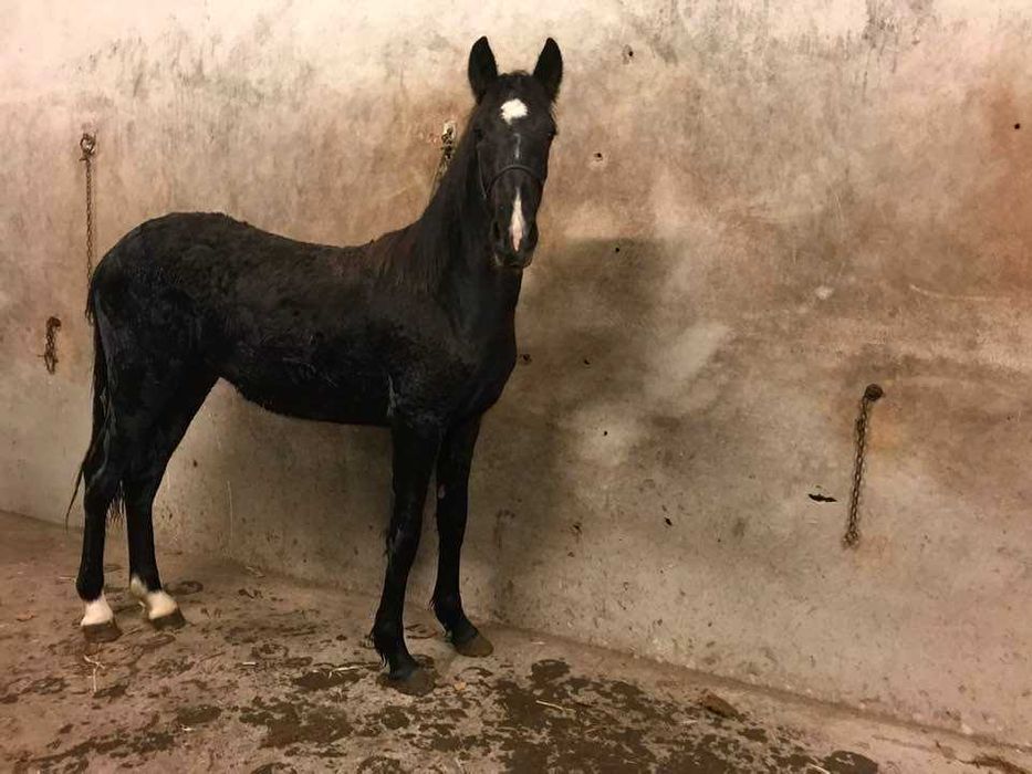 Pônei C Preto Macho
