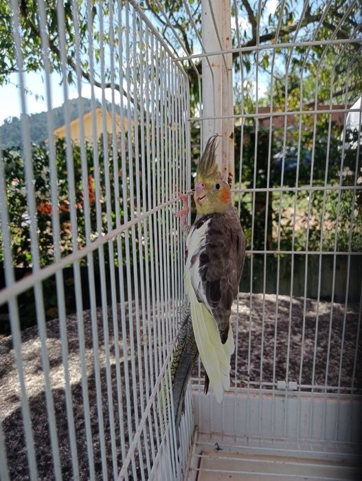 Caturra para cadência