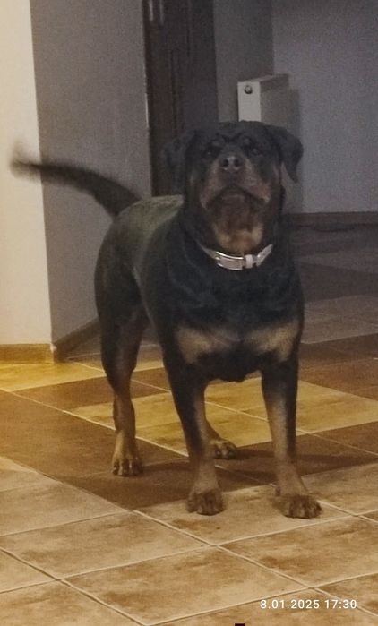 Rottweiler szczenię