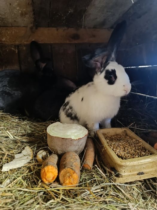 Młode króliki  sprzedam