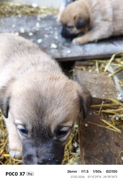 Собаки безкоштовно
