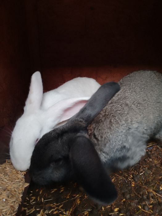 Sprzedam króliki samce