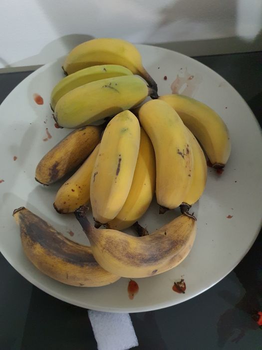 Bananeira com 2 metros de altura