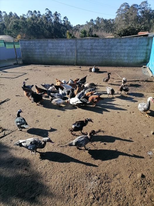 Patos Mudos caseiros