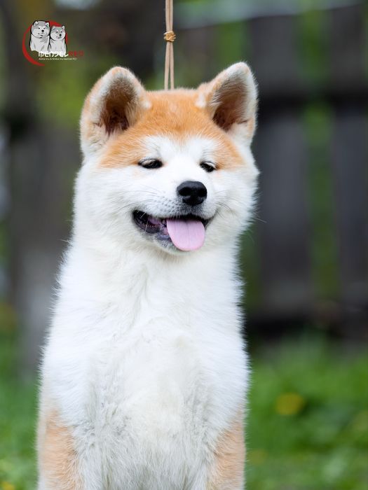 Акіта , akita, цуценя акіти , документи FCI