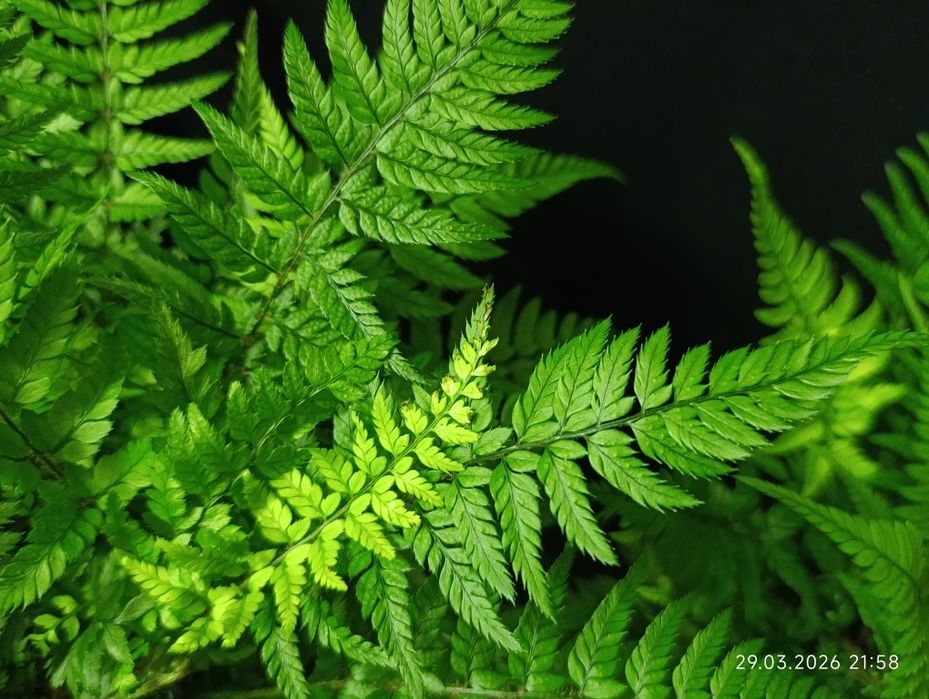 Папороть Атіріум (Athyrium),