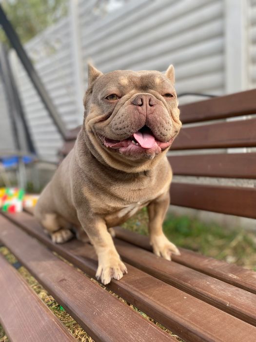 Французький бульдог вʼязка