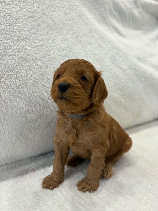 Piekne szczeniaki Cavapoo