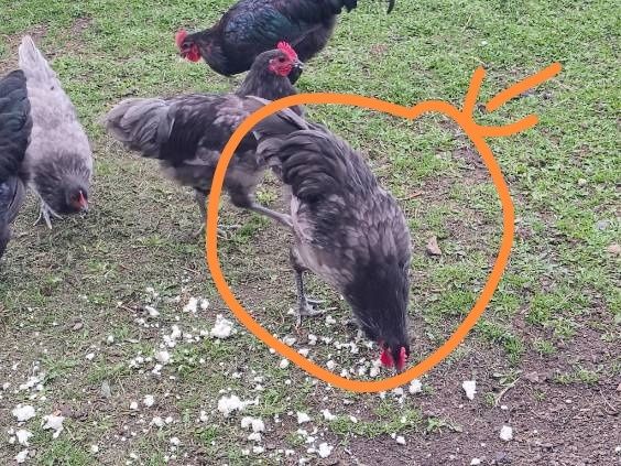 koguty rasy australorp