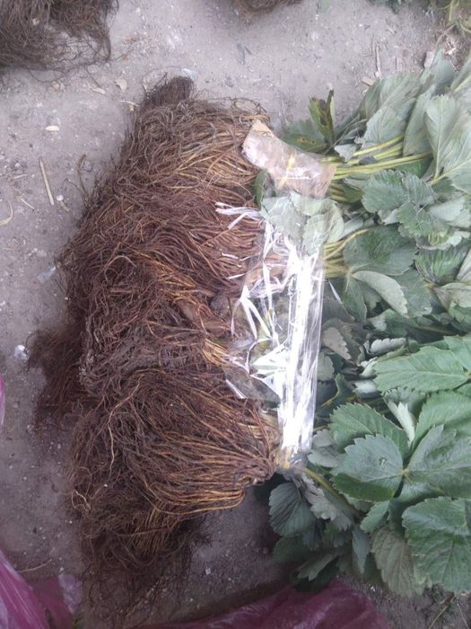 Саджанці полуниці, малини та смородини оптом, Родріб. Кращі сорти