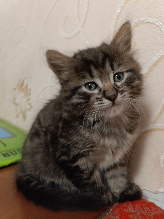 Кошенята шукають дім