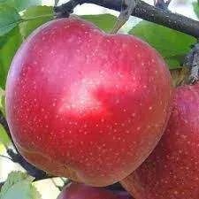 Саджанці яблуні. Опт/роздріб