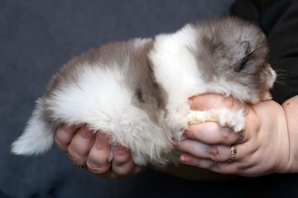 Lulu de Pomerania