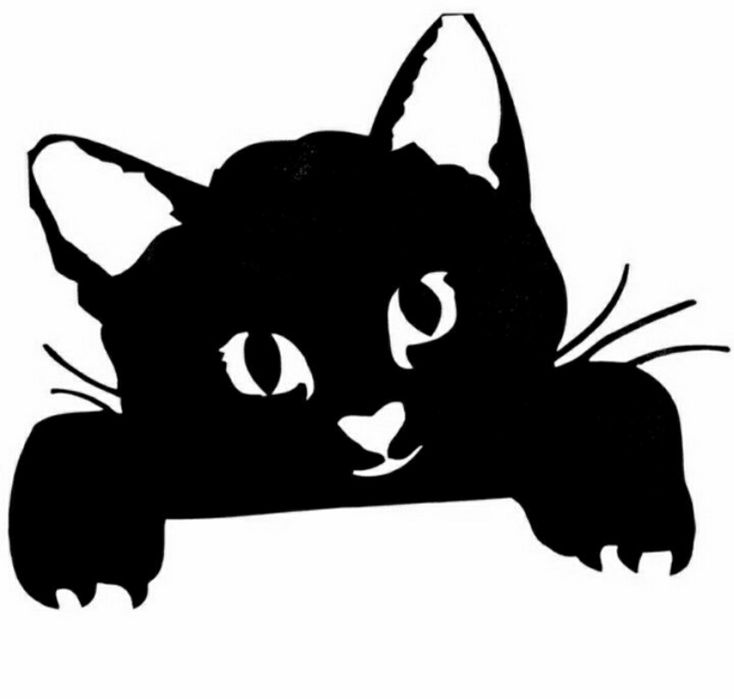 Gato pendurado no interruptor.