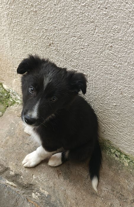 Border collie macho puro