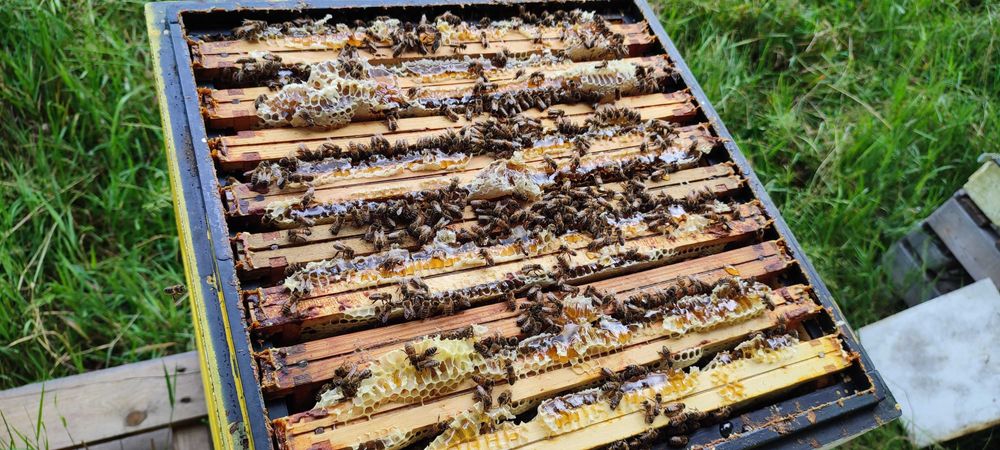 MIODY Naturalne―Pasieka PRADAWNA®1957―Miód LEŚNY borówka-malina-jeżyna