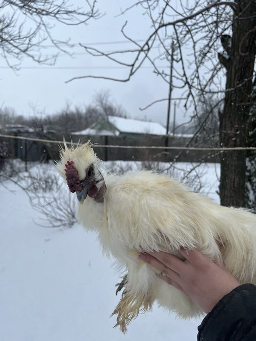 Півники китайська шовкова