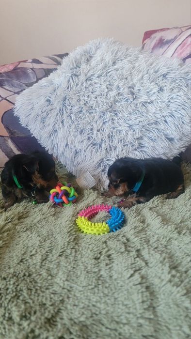 Продаються цуценята міні Йоркшир-терєр