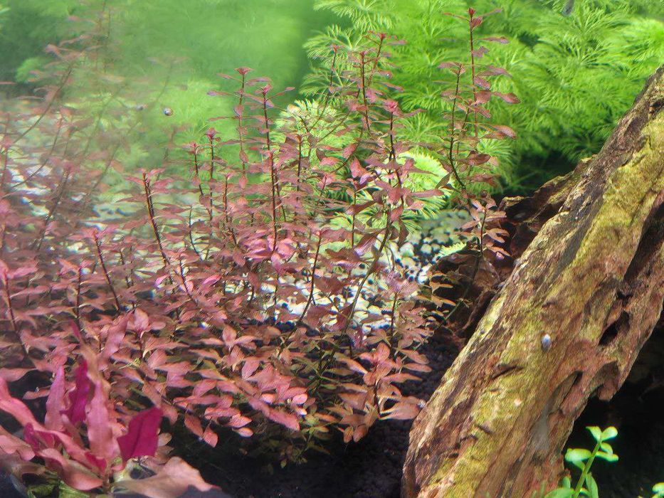Ludwigia Super Red (crescimento rápido)