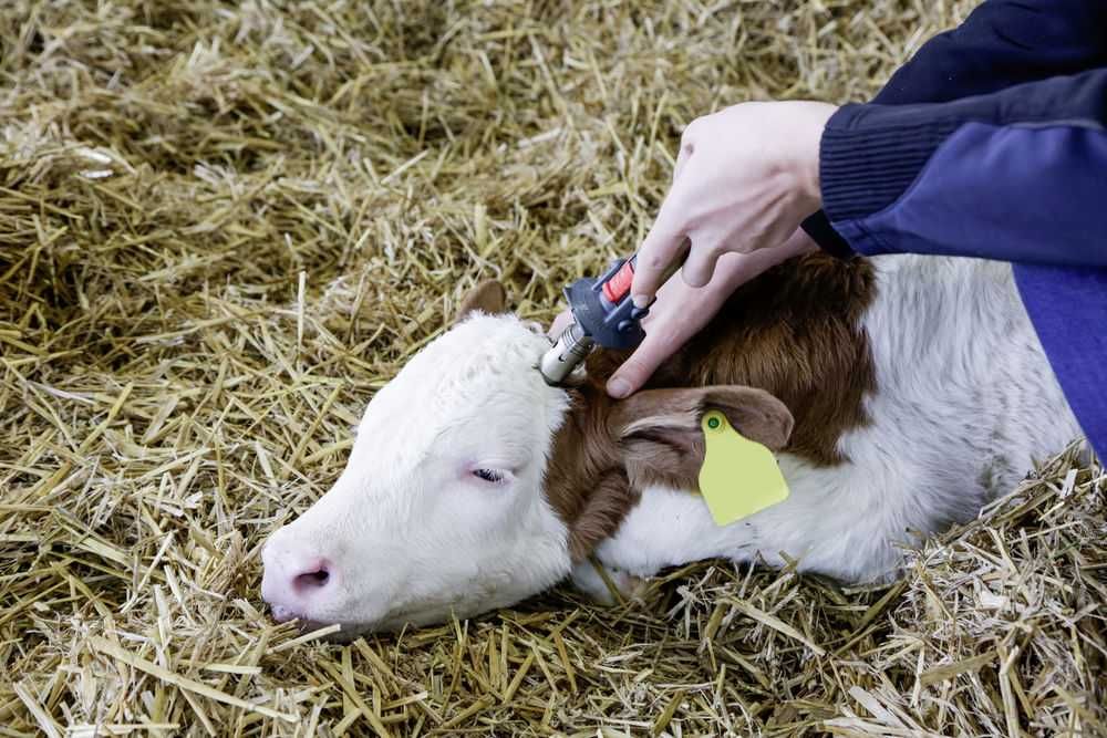 Dekornizator wypalarka do rogów gazowy Portasol 3 dekoronizator